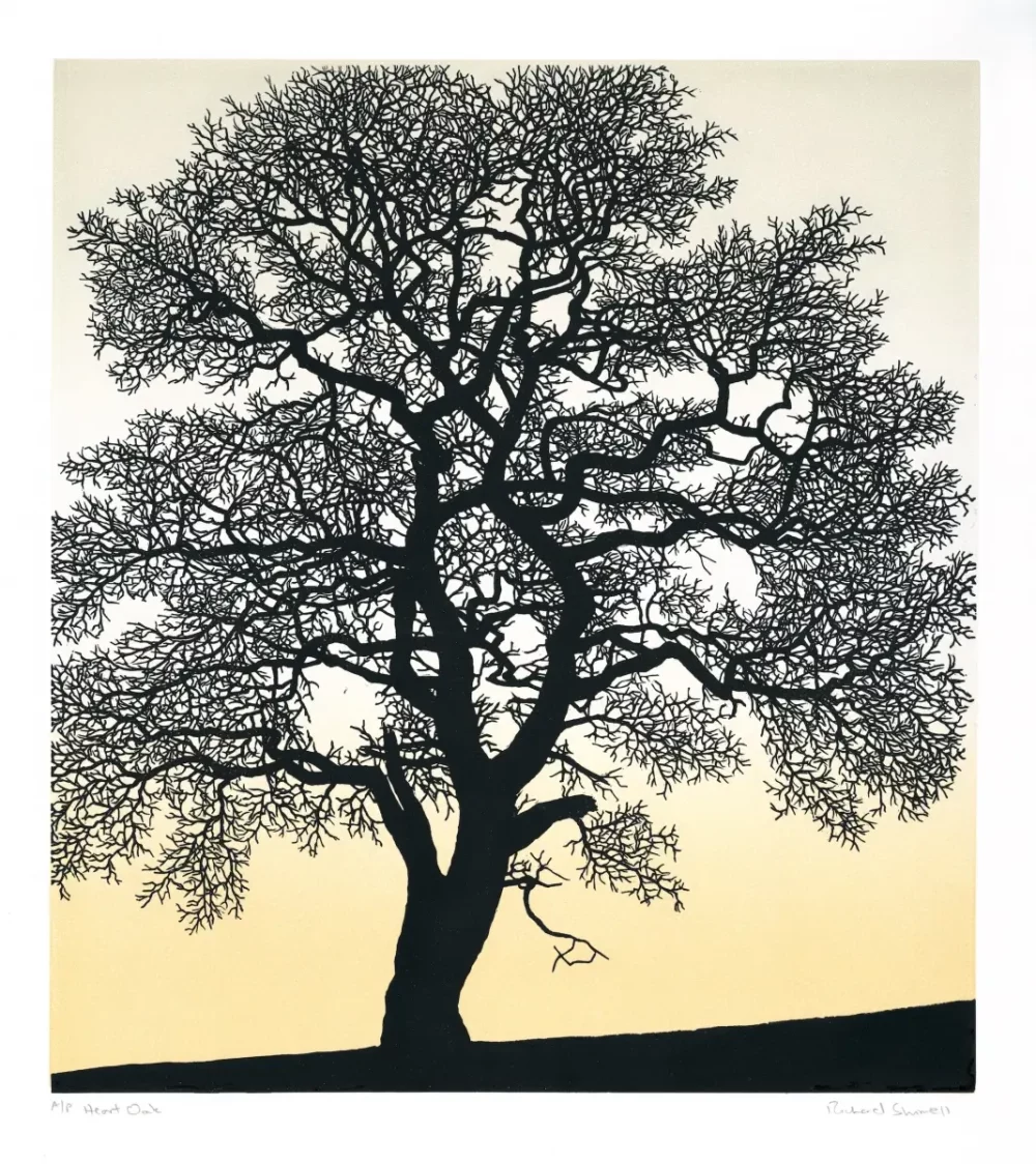 Heart Oak, Richard Shimmel, linocut print, Dartmoor Tree